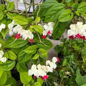 Set of 3 White Bleeding Heart Vine Live Plants (Clerodendrum thomsoniae) 5-9