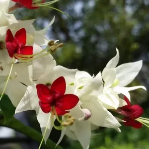 Set of 3 White Bleeding Heart Vine Live Plants (Clerodendrum thomsoniae) 5-9