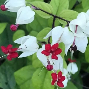 Set of 3 White Bleeding Heart Vine Live Plants (Clerodendrum thomsoniae) 5-9