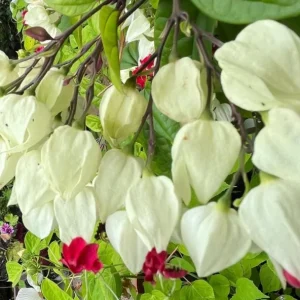Set of 3 White Bleeding Heart Vine Live Plants (Clerodendrum thomsoniae) 5-9
