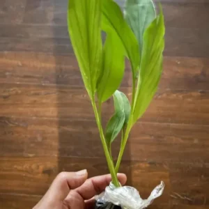 Set of 3 Yellow Turmeric Live Plants, Curcuma longa, 4-6