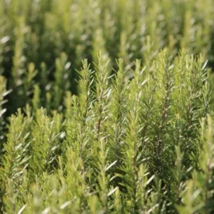 Set of 4 ARP Rosemary Live Plants – 2-5 inch Tall Culinary Herb – Outdoor - Image 7