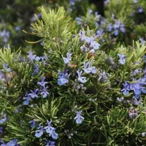 Set of 4 ARP Rosemary Live Plants – 2-5 inch Tall Culinary Herb – Outdoor - Image 1