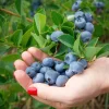 Set of 4 Chandler Blueberry Live Plants - Vaccinium corymbosum - 4-6" Tall, Edible Fruit - Image 1