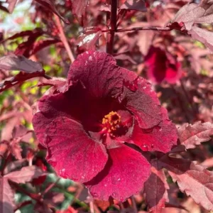Set of 4 Cranberry Hibiscus Live Plants - 4-6