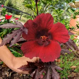 Set of 4 Cranberry Hibiscus Live Plants - 4-6
