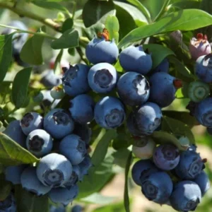 Set of 4 Emerald Blueberry Live Plants (Vaccinium corymbosum) – 4-6” Tall – Southern Highbush Edible Fruit Bush for Warm Climates - Image 3