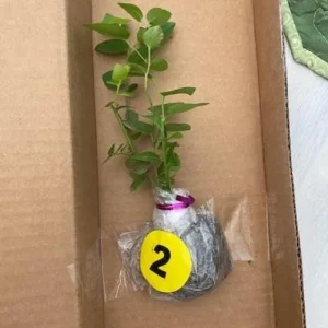 Set of 4 Emerald Blueberry Live Plants (Vaccinium corymbosum) – 4-6” Tall – Southern Highbush Edible Fruit Bush for Warm Climates - Image 4