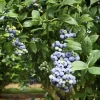 Set of 4 Emerald Blueberry Live Plants (Vaccinium corymbosum) – 4-6” Tall – Southern Highbush Edible Fruit Bush for Warm Climates - Image 1