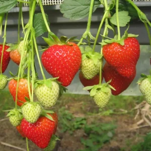 Set of 4 Florida Encore Strawberry Live Plants - Fragaria x ananassa - 4-6