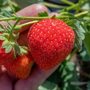 Set of 4 Florida Encore Strawberry Live Plants - Fragaria x ananassa - 4-6