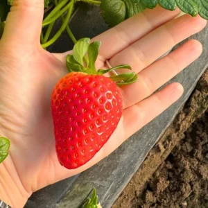 Set of 4 Florida Encore Strawberry Live Plants - Fragaria x ananassa - 4-6