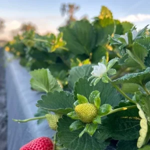 Set of 4 Florida Encore Strawberry Live Plants - Fragaria x ananassa - 4-6