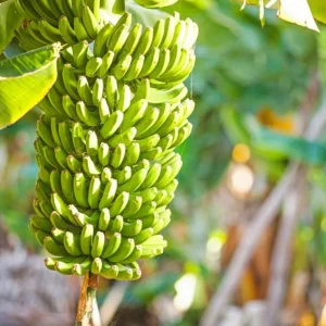 Set of 4 Grand Nain Banana Live Plants – 4-6