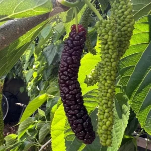 Set of 4 Pakistan Mulberry Live Plants – 6-8