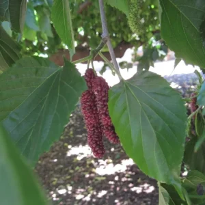 Set of 4 Pakistan Mulberry Live Plants – 6-8