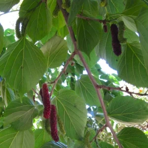 Set of 4 Pakistan Mulberry Live Plants – 6-8