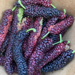 Set of 4 Pakistan Mulberry Live Plants – 6-8