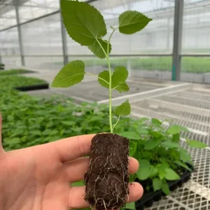 Set of 4 Pakistan Mulberry Live Plants – 6-8