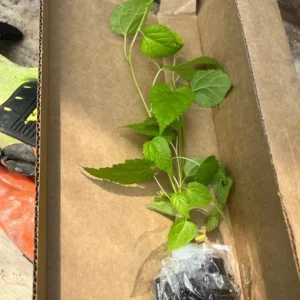 Set of 4 Pakistan Mulberry Live Plants – 6-8