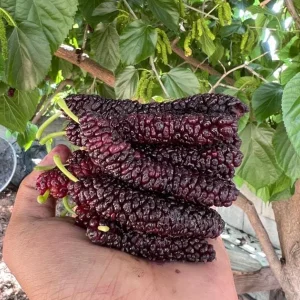 Set of 4 Pakistan Mulberry Live Plants – 6-8