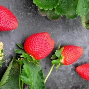 Set of 4 Sweet Sensation Strawberry Live Plants – 4-6