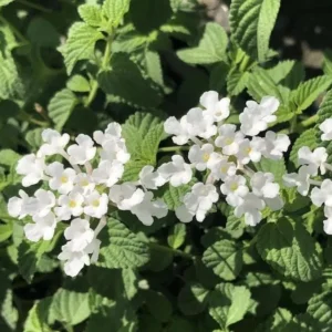 Set of 4 White Trailing Lantana Live Plants – 4-6” Tall – Flowering Groundcover - Image 2