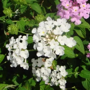 Set of 4 White Trailing Lantana Live Plants – 4-6” Tall – Flowering Groundcover - Image 5