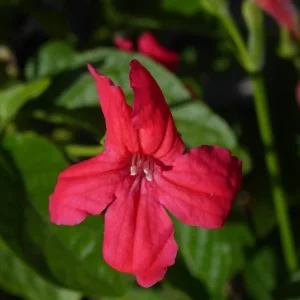 Set of 6 Red Ruellia Live Plants – 3-6