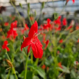 Set of 6 Red Ruellia Live Plants – 3-6