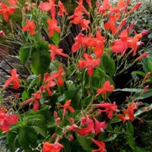 Set of 6 Red Ruellia Live Plants – 3-6