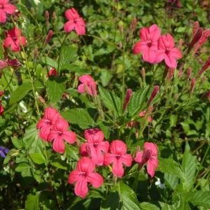 Set of 6 Red Ruellia Live Plants – 3-6