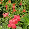 Set of 6 Red Ruellia Live Plants – 3-6" Tall – Rooted – Perennial Flowers – Outdoor - Image 1