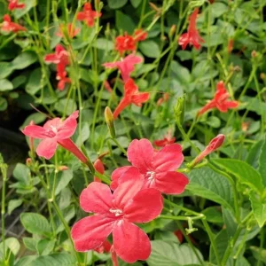 Set of 6 Red Ruellia Live Plants – 3-6" Tall – Rooted – Perennial Flowers – Outdoor - Image 1