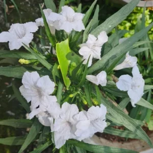 Set of 6 White Ruellia Live Plant Starters – 3-6