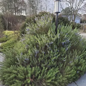 Set of 8 ARP Rosemary Live Plants – 2-5” Tall Starter Culinary Herb for USDA Zones 6-10 - Image 3