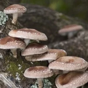 Shiitake Mushroom Spores Spawn Mycelium on Dry Seeds - Grow Your Own - Image 4