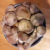 Shiitake Mushroom Spores Spawn Mycelium on Dry Seeds - Grow Your Own - Image 1