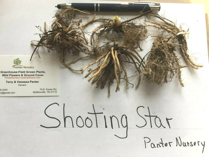 Shooting Star Bulbs - 5 Roots Perennial, White Flowers, Zones 4-8 - Image 2