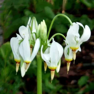 Shooting Star Bulbs - 5 Roots Perennial, White Flowers, Zones 4-8 - Image 3
