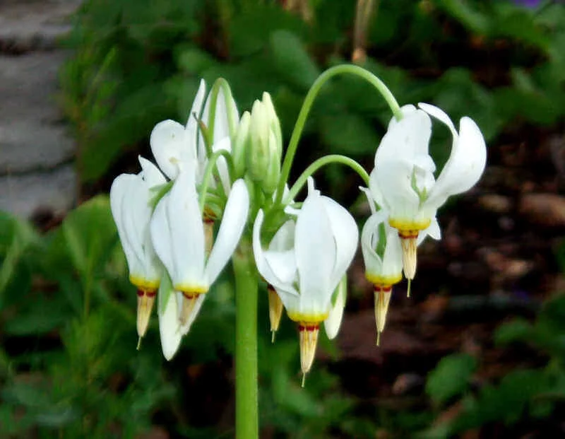 Shooting Star Bulbs - 5 Roots Perennial, White Flowers, Zones 4-8 - Image 3