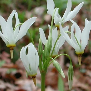 Shooting Star Bulbs - 5 Roots Perennial, White Flowers, Zones 4-8 - Image 1