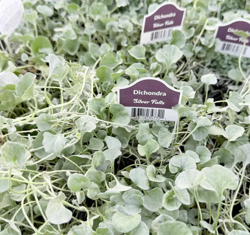 Silver Falls Dichondra Live Plant - Trailing Silver Foliage - 4 inch Pot - Image 2
