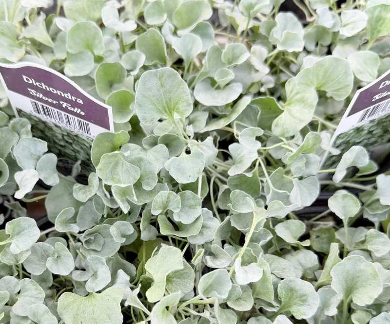 Silver Falls Dichondra Live Plant - Trailing Silver Foliage - 4 inch Pot - Image 3