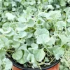 Silver Falls Dichondra Live Plant - Trailing Silver Foliage - 4 inch Pot - Image 1