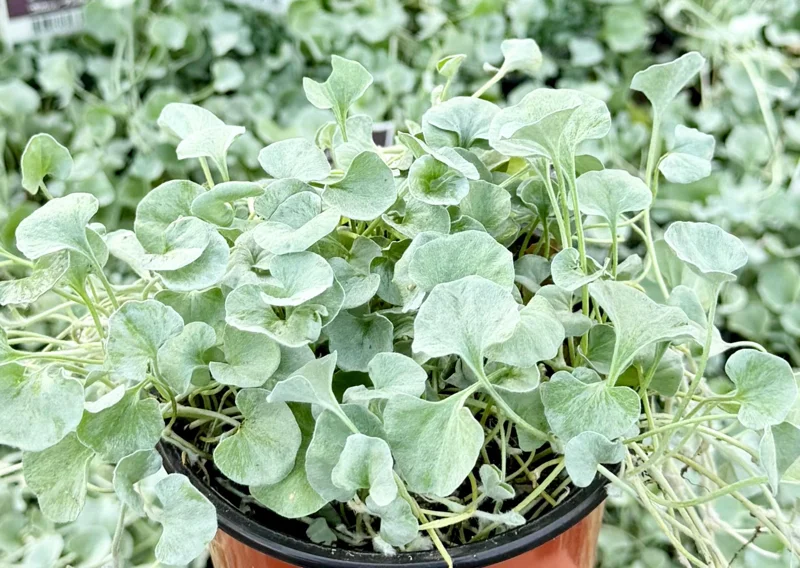 Silver Falls Dichondra Live Plant - Trailing Silver Foliage - 4 inch Pot - Image 1