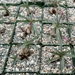 Silver Squill Live Plant – Ledebouria Socialis | Caudex Plant in 3 inch pot - Image 3