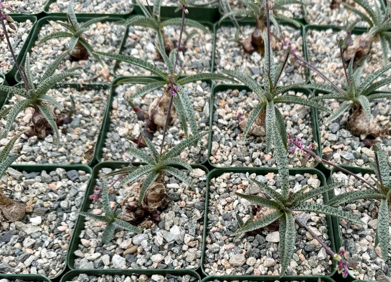 Silver Squill Live Plant – Ledebouria Socialis | Caudex Plant in 3 inch pot - Image 3