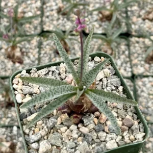 Silver Squill Live Plant – Ledebouria Socialis | Caudex Plant in 3 inch pot - Image 1