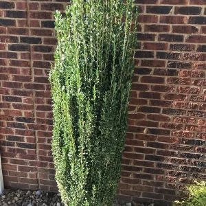 Sky Pencil Holly Live Plant – 4 inch Pot – 12-18 inch Tall Narrow Shrub - Image 2